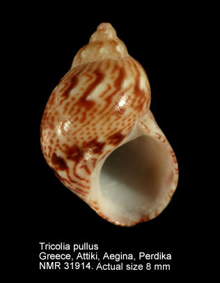 Tricolia pullus pullus (2).jpg - Tricolia pullus (Linnaeus,1758)